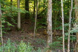 property photo for Big White Oak Tract 83, 15.55 acres for sale in Perry County, Tennessee