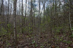 property photo for Hidden Hills Tract 14, 8.38 acres for sale in Sequatchie County, Tennessee