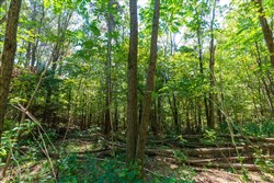 property photo for Redemption Ridge Tract 12, 7.24 acres for sale in Wayne County, Tennessee