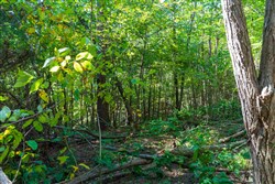 property photo for Redemption Ridge Tract 12, 7.24 acres for sale in Wayne County, Tennessee