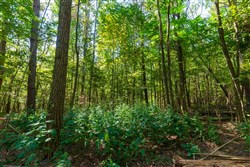 property photo for Redemption Ridge Tract 12, 7.24 acres for sale in Wayne County, Tennessee