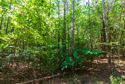 property photo for Redemption Ridge Tract 24, 7.31 acres for sale in Wayne County, Tennessee