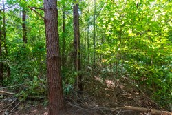 property photo for Redemption Ridge Tract 24, 7.31 acres for sale in Wayne County, Tennessee