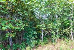 property photo for Redemption Ridge Tract 5, 5.01 acres for sale in Wayne County, Tennessee