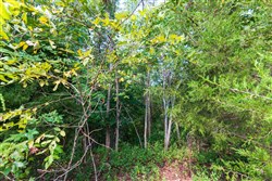 property photo for Redemption Ridge Tract 5, 5.01 acres for sale in Wayne County, Tennessee