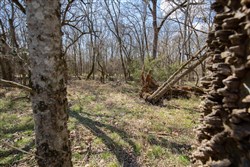 property photo for Wishing Star Ranch Tract 90, 6.77 acres for sale in Red River County, Texas