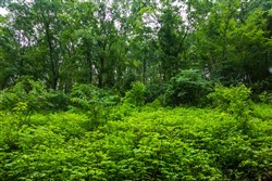 property photo for Bluffview Tract 12, 12.9 acres for sale in Russell County, Virginia