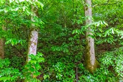 property photo for Bluffview Tract 12, 12.9 acres for sale in Russell County, Virginia