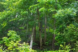 property photo for Bluffview Tract 12, 12.9 acres for sale in Russell County, Virginia