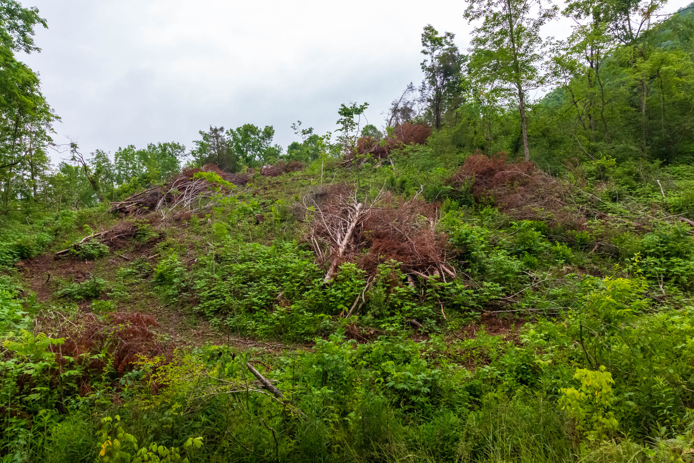 Tract 14 at Bluffview in Russell County, Virginia