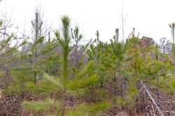 property photo for Baker Creek Tract 11, 5.85 acres for sale in Fayette County, Alabama