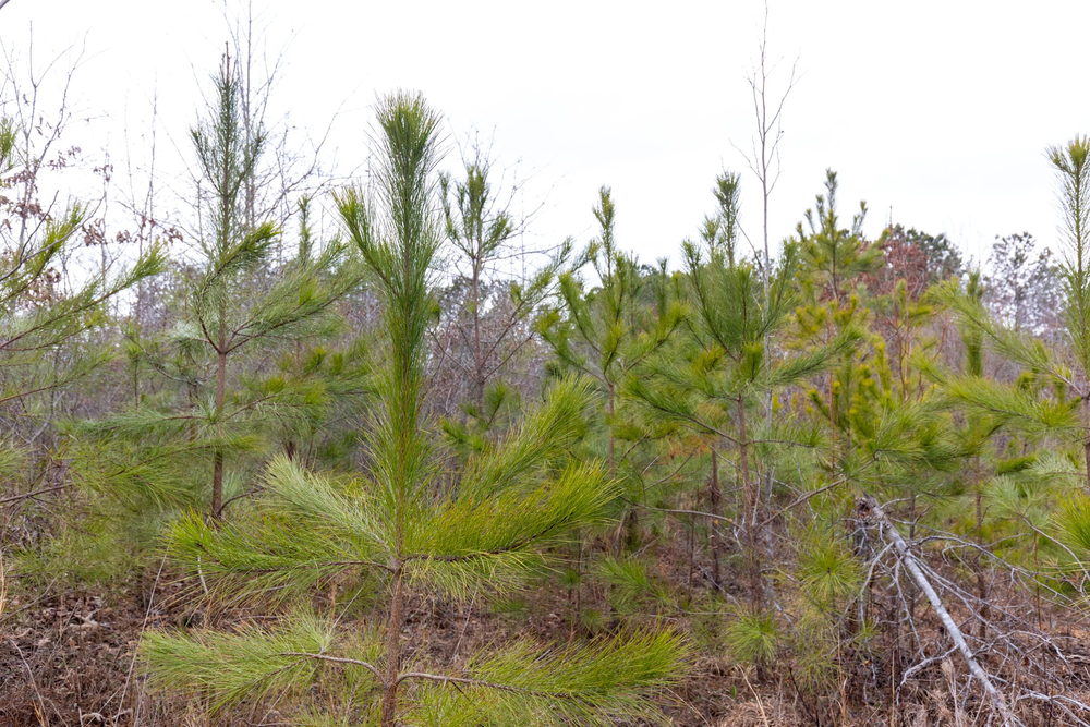 5.85 acre rural land tract for sale at Baker Creek Tract 11 in Fayette County, Alabama