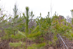 property photo for Baker Creek Tract 11, 5.85 acres for sale in Fayette County, Alabama