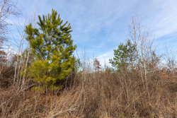 property photo for Baker Creek Tract 12, 4.94 acres for sale in Fayette County, Alabama