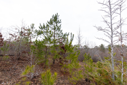 property photo for Baker Creek Tract 12, 4.94 acres for sale in Fayette County, Alabama