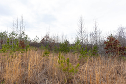 property photo for Baker Creek Tract 12, 4.94 acres for sale in Fayette County, Alabama