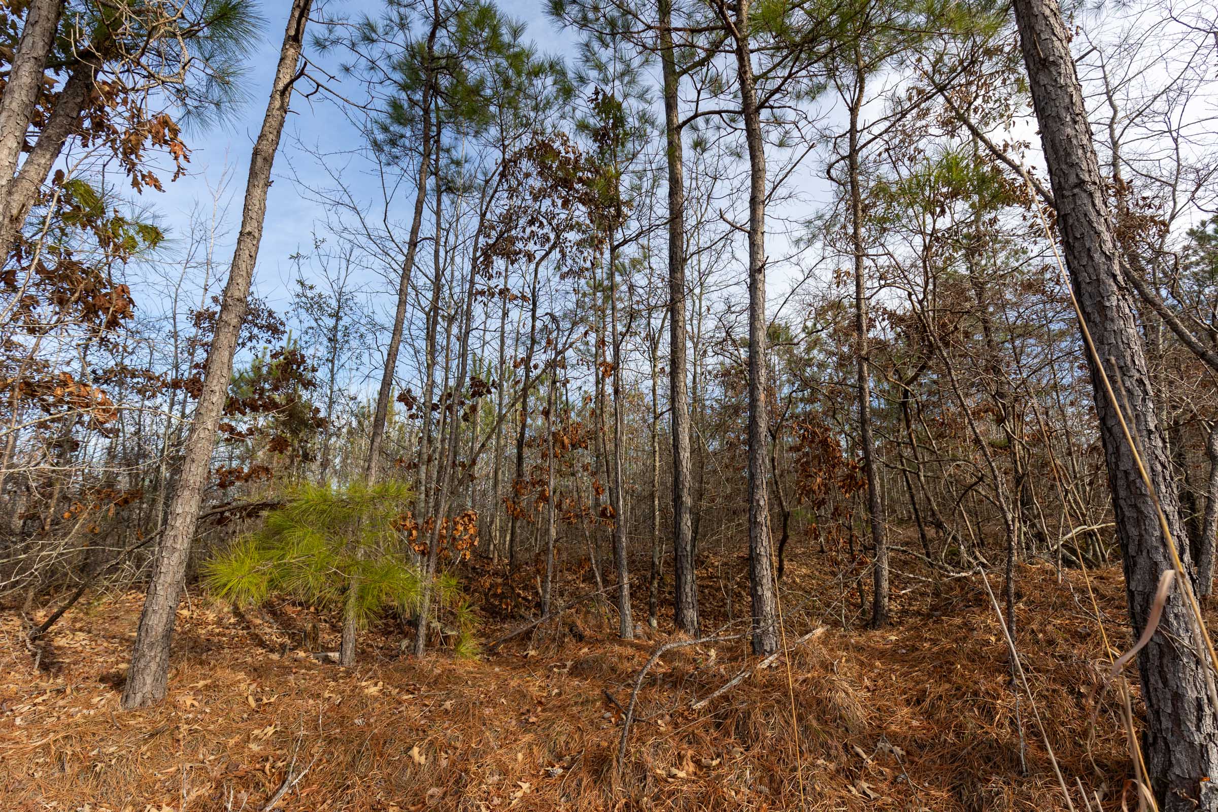 Tract 14 at Baker Creek in Fayette County, Alabama