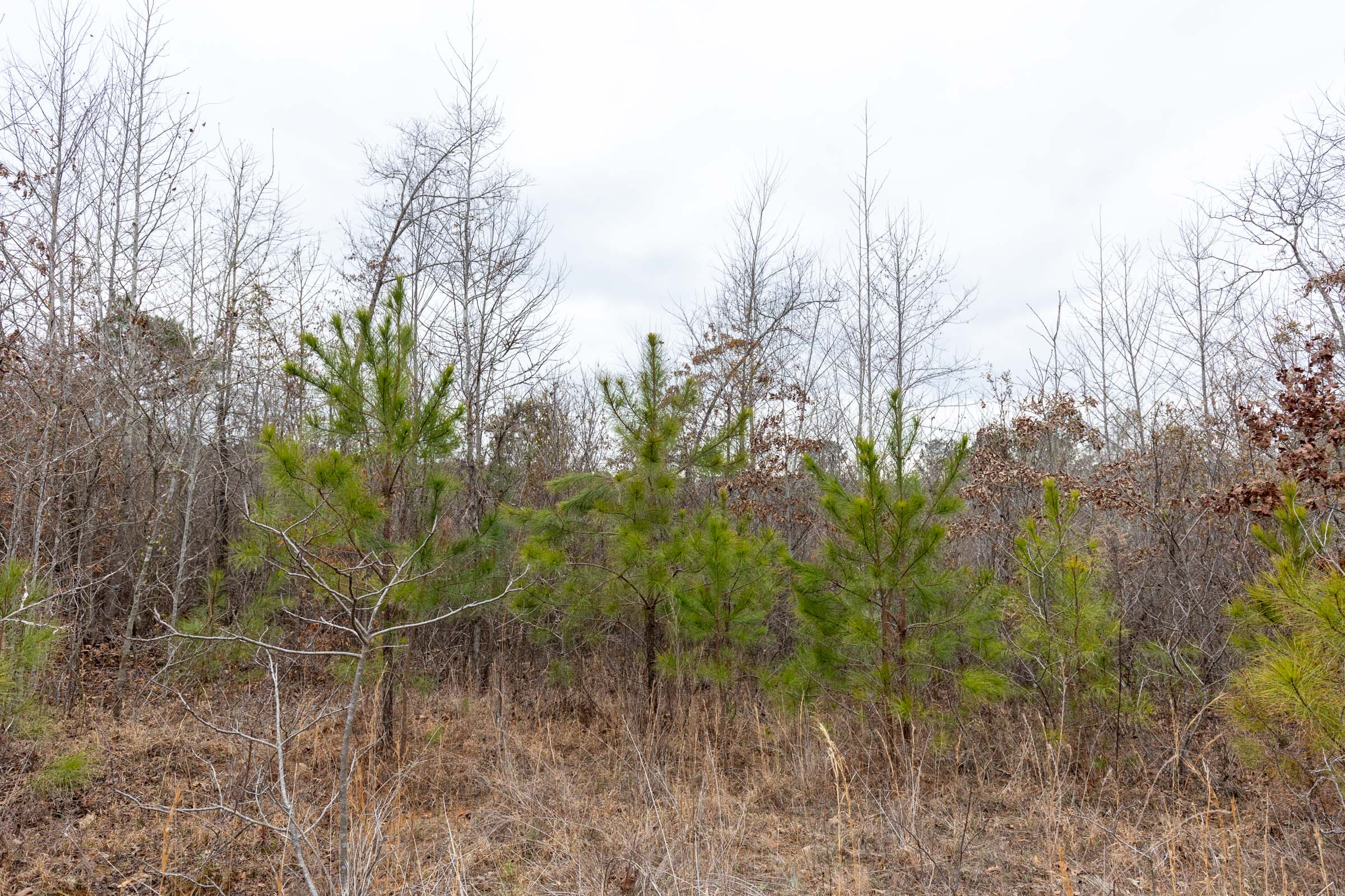 Tract 18 at Baker Creek in Fayette County, Alabama