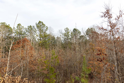 property photo for Baker Creek Tract 18, 5.92 acres for sale in Fayette County, Alabama