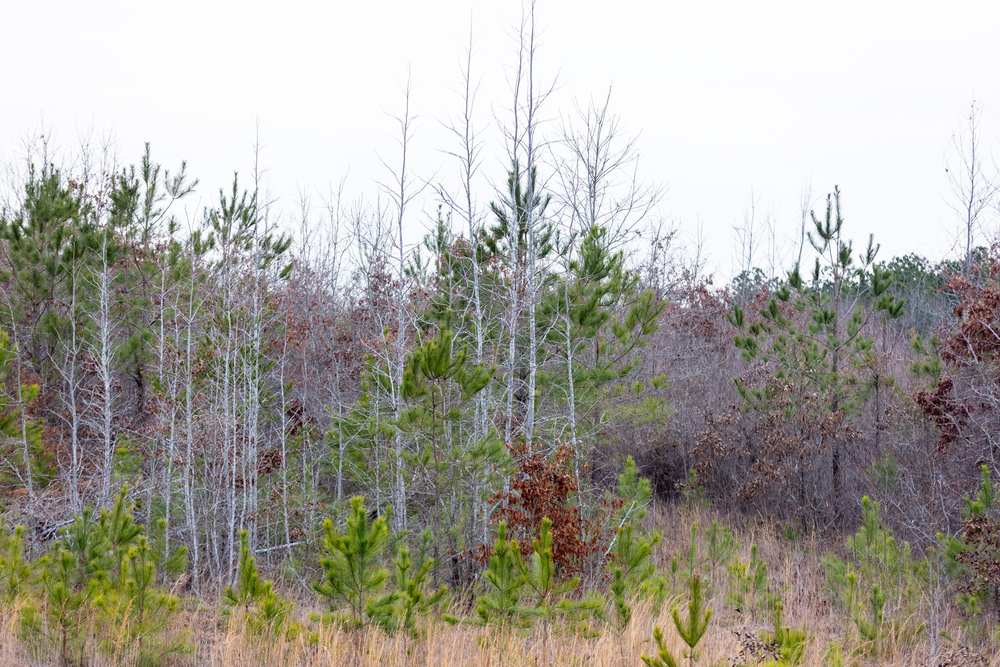 5.92 acre rural land tract for sale at Baker Creek Tract 18 in Fayette County, Alabama