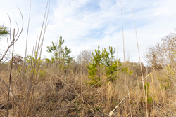 property photo for Baker Creek Tract 4, 6.06 acres for sale in Fayette County, Alabama