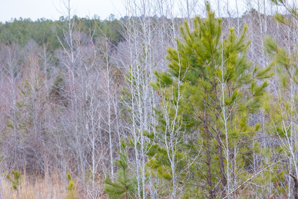 5.52 acre rural land tract for sale at Baker Creek Tract 7 in Fayette County, Alabama