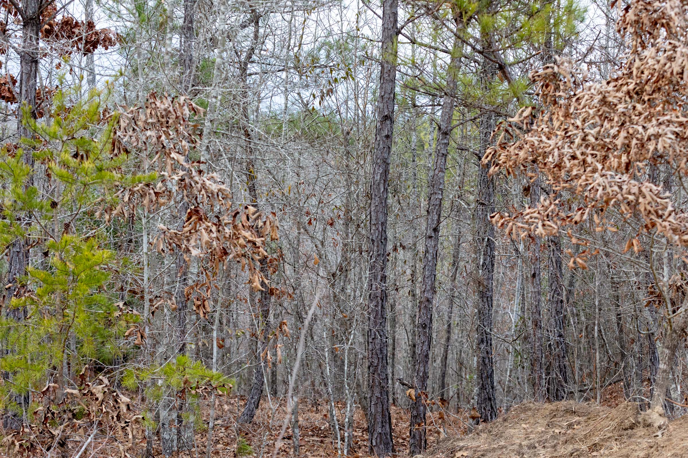 Tract 8 at Baker Creek in Fayette County, Alabama