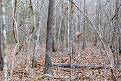 property photo for Baker Creek Tract 9, 5.38 acres for sale in Fayette County, Alabama