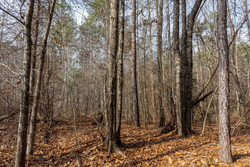 property photo for Baker Creek Tract 9, 5.38 acres for sale in Fayette County, Alabama