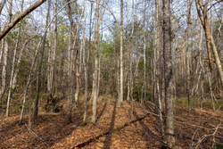 property photo for Baker Creek Tract 9, 5.38 acres for sale in Fayette County, Alabama