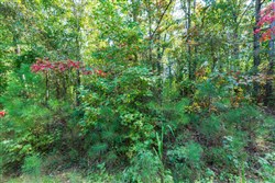 property photo for Willow Grove Tract 6, 5.39 acres for sale in Lamar County, Alabama