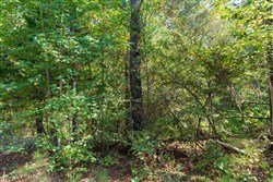 property photo for Willow Grove Tract 6, 5.39 acres for sale in Lamar County, Alabama
