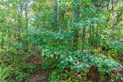 property photo for Willow Grove Tract 6, 5.39 acres for sale in Lamar County, Alabama