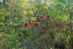 property photo for Willow Grove Tract 6, 5.39 acres for sale in Lamar County, Alabama