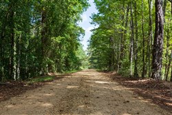 property photo for Willow Grove Tract 7, 5.22 acres for sale in Lamar County, Alabama