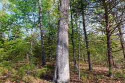 property photo for Autumnwood Tract 13, 5.85 acres for sale in Fulton County, Arkansas