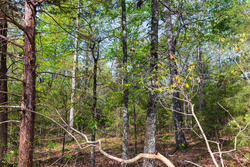 property photo for Autumnwood Tract 13, 5.85 acres for sale in Fulton County, Arkansas
