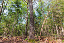property photo for Autumnwood Tract 13, 5.85 acres for sale in Fulton County, Arkansas