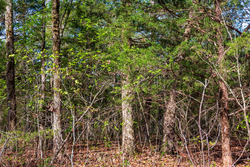 property photo for Autumnwood Tract 13, 5.85 acres for sale in Fulton County, Arkansas