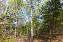 property photo for Autumnwood Tract 13, 5.85 acres for sale in Fulton County, Arkansas