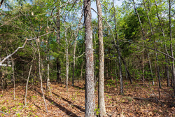 property photo for Autumnwood Tract 13, 5.85 acres for sale in Fulton County, Arkansas