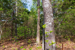 property photo for Autumnwood Tract 13, 5.85 acres for sale in Fulton County, Arkansas
