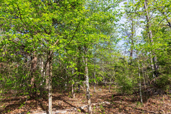 property photo for Autumnwood Tract 13, 5.85 acres for sale in Fulton County, Arkansas