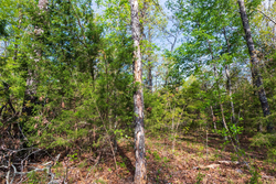 property photo for Autumnwood Tract 13, 5.85 acres for sale in Fulton County, Arkansas