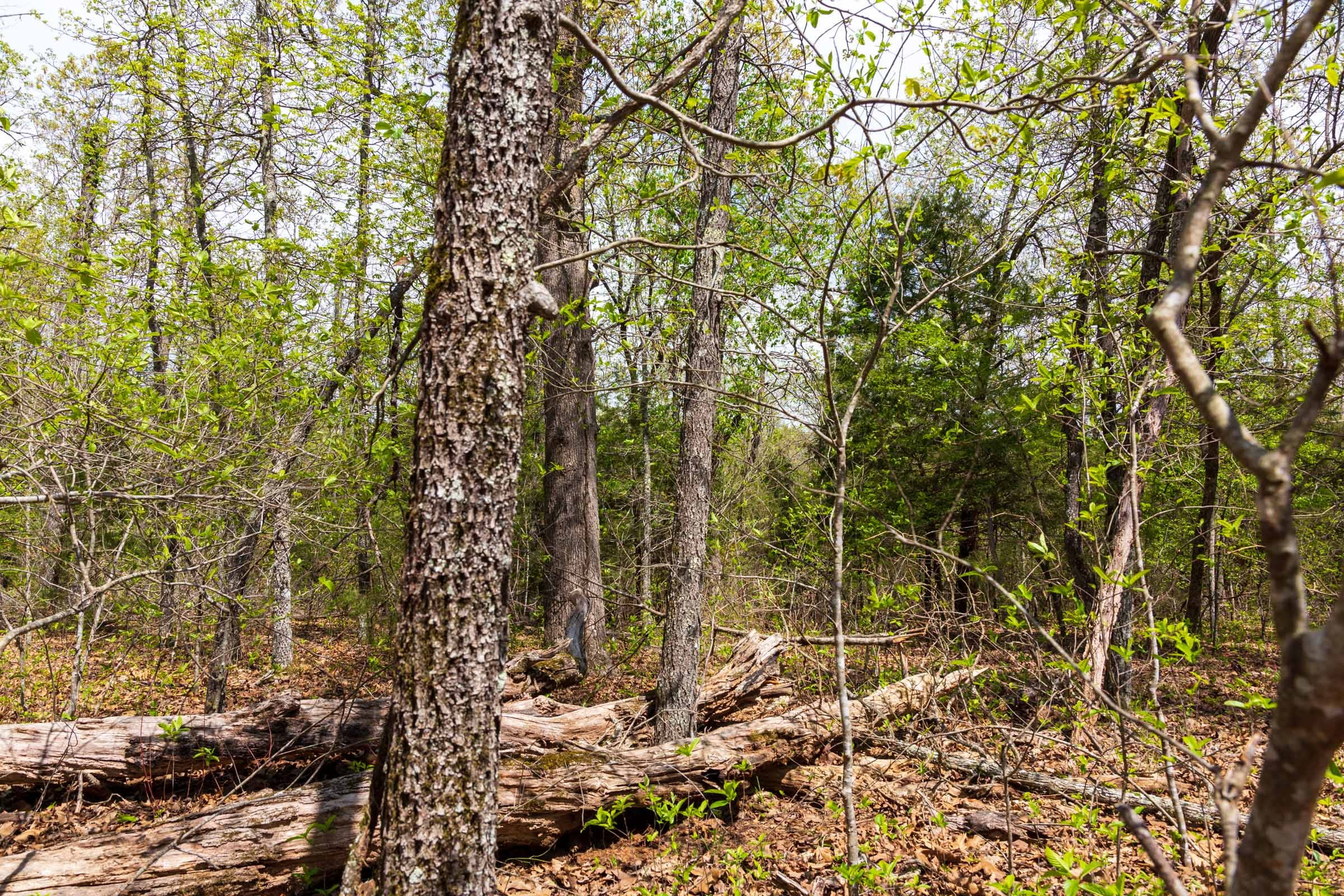 Tract 14 at Autumnwood in Fulton County, Arkansas