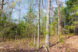 property photo for Autumnwood Tract 15, 5.51 acres for sale in Fulton County, Arkansas