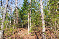 property photo for Autumnwood Tract 15, 5.51 acres for sale in Fulton County, Arkansas