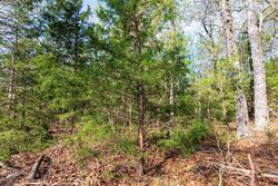 property photo for Autumnwood Tract 15, 5.51 acres for sale in Fulton County, Arkansas