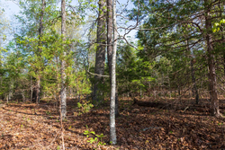property photo for Autumnwood Tract 15, 5.51 acres for sale in Fulton County, Arkansas