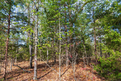 property photo for Autumnwood Tract 15, 5.51 acres for sale in Fulton County, Arkansas